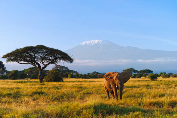 Climbers traversing the high-altitude volcanic terrain with Kilimanjaro's snow-capped peak in view